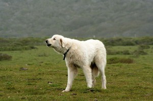  13. yüzyıldan itibaren Moğollar istilasıyla Türkler ile birlikte Orta Asya'dan gelmiş, yöreye özgüAkbaş çoban köpeği[11]