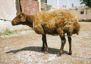 Iğdır'ın "Mor Karaman" cinsi koyunu