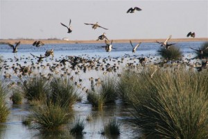 Manyas Gölü (Kuş Gölü)