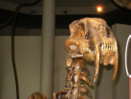 Çankırı Fosil Müzesi